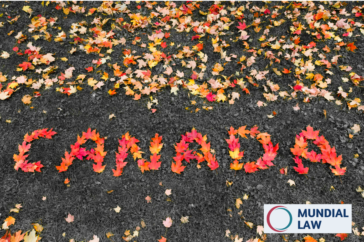 Leaves scattered in the background, with some arranged in the foreground to say CANADA.